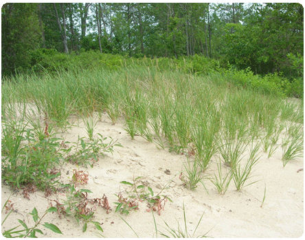 Champlain beachgrass