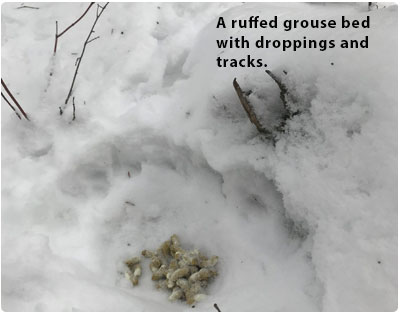 ruffed grouse bed