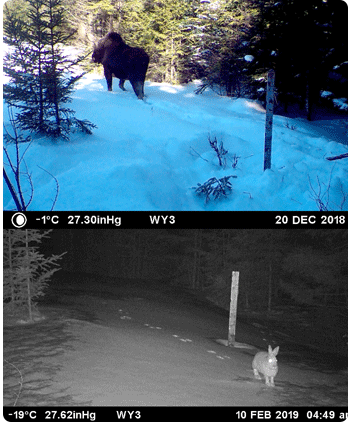 images of moose caught on a game camera