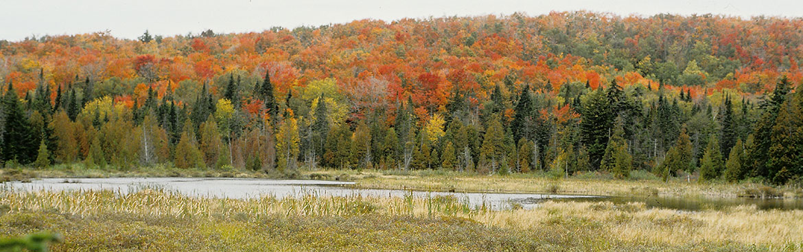 Fall foliage and wetlands
