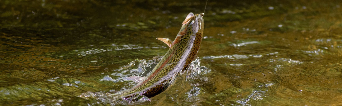 rainbow trout jumping from water