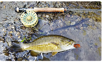 smallmouth bass and fly rod