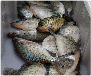 A mess of crappies