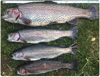 several rainbow trout