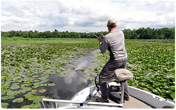 fishing for bowfin in lilly pads