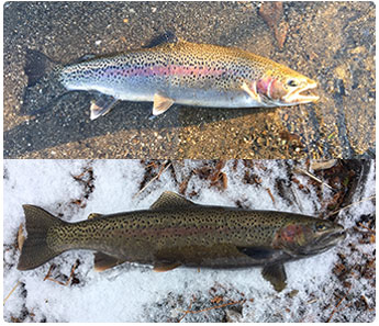 Two nice rainbow trout