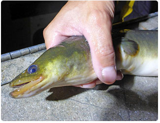 Vt Fishing Report June 5 Vermont Fish Wildlife Department