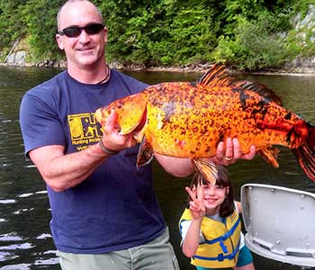 angler with previously released koi fish