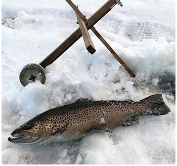 nice brown trout caught through the ice