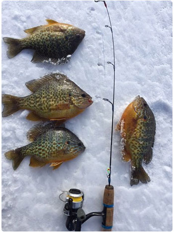 some nice panfish caught through the ice