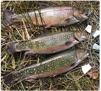 Three harvested brook trout
