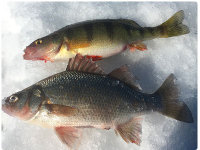 Yellow and white perch