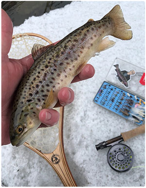 nice brown trout caught on a fly