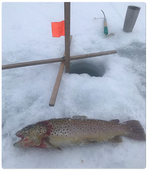 brown trout caught through the ice