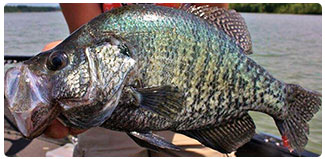 crappie from Lake Champlain