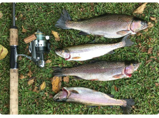 four rainbow trout