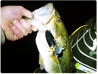 Nice bass caught fishing at night
