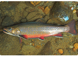 brook trout displaying spawning colors