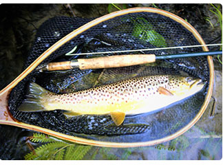 Brown trout in a net