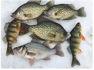 collection of panfish on the ice