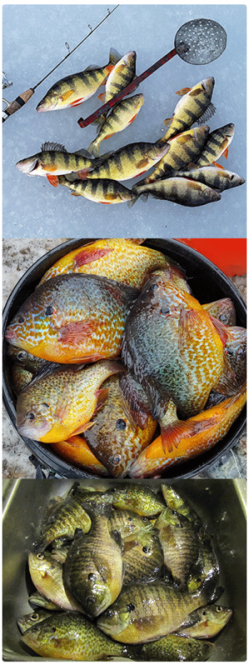 collection of panfish