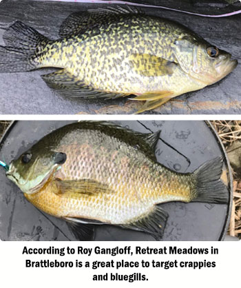 crappie and bluegill panfish