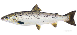 landlocked salmon