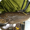 brown trout tagged with an anchor tag