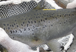 brown trout tagged with an anchor tag