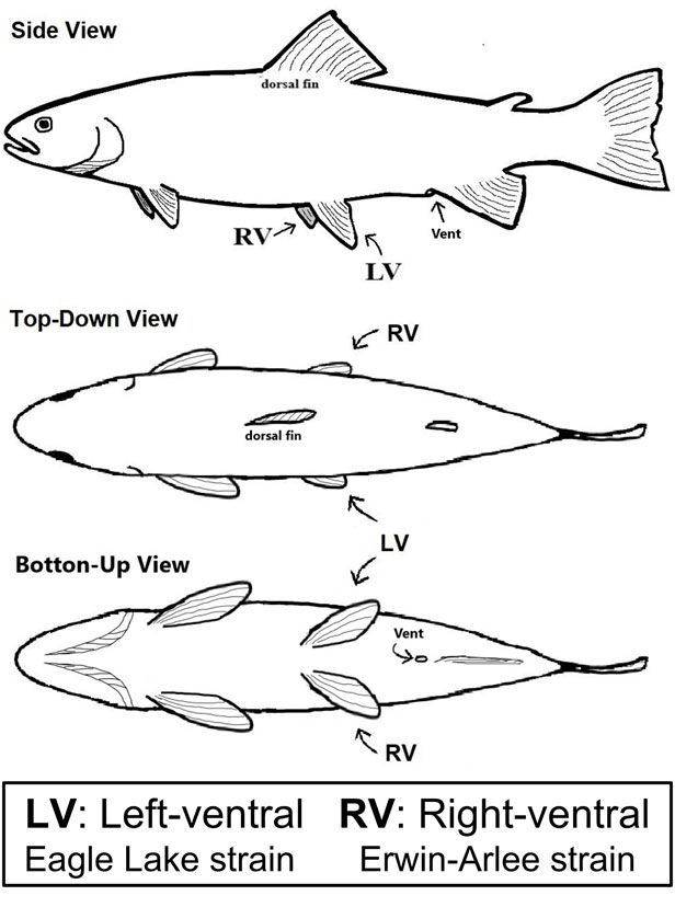 fin clips