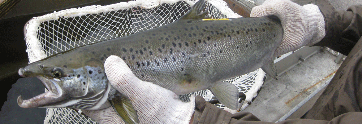 tagged salmon