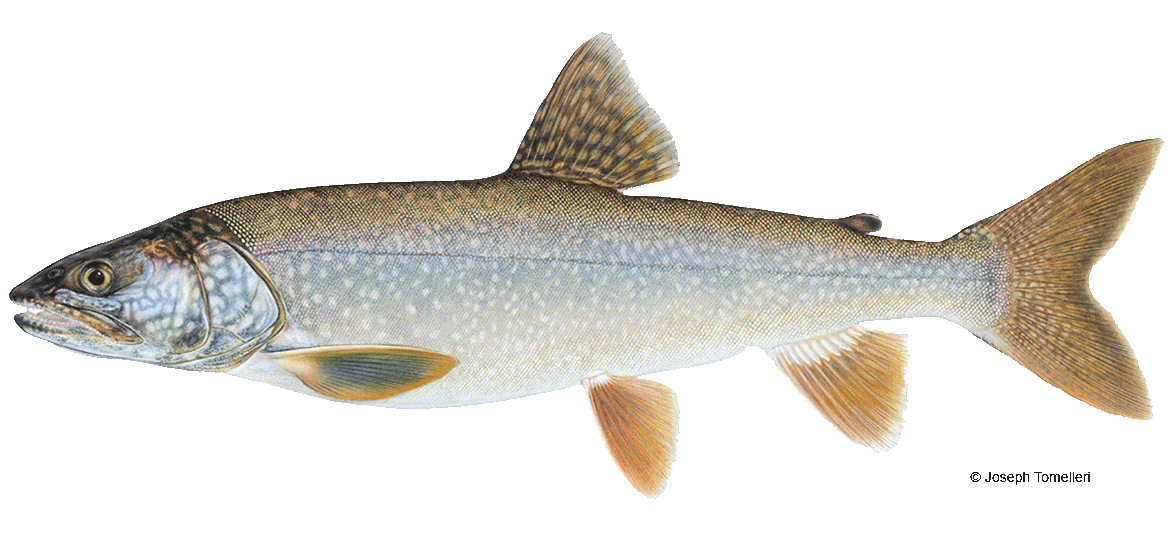 Lake Trout