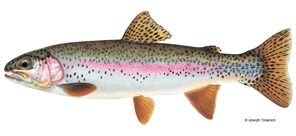 Rainbow Trout