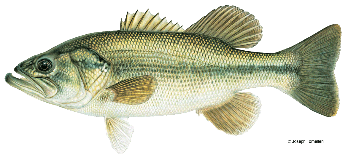 largemouth bass fish