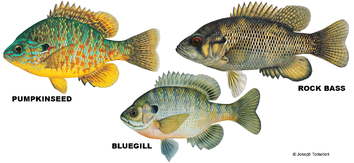 Panfish - Pumpkinseed, Rock Bass, Bluegill, Crappie