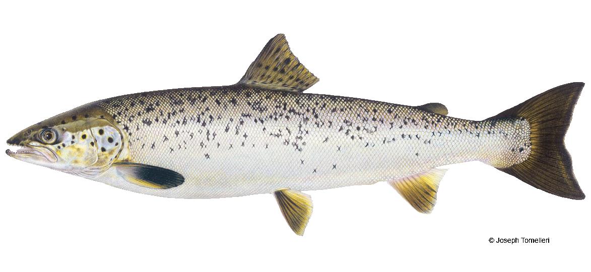 Landlocked Atlantic Salmon