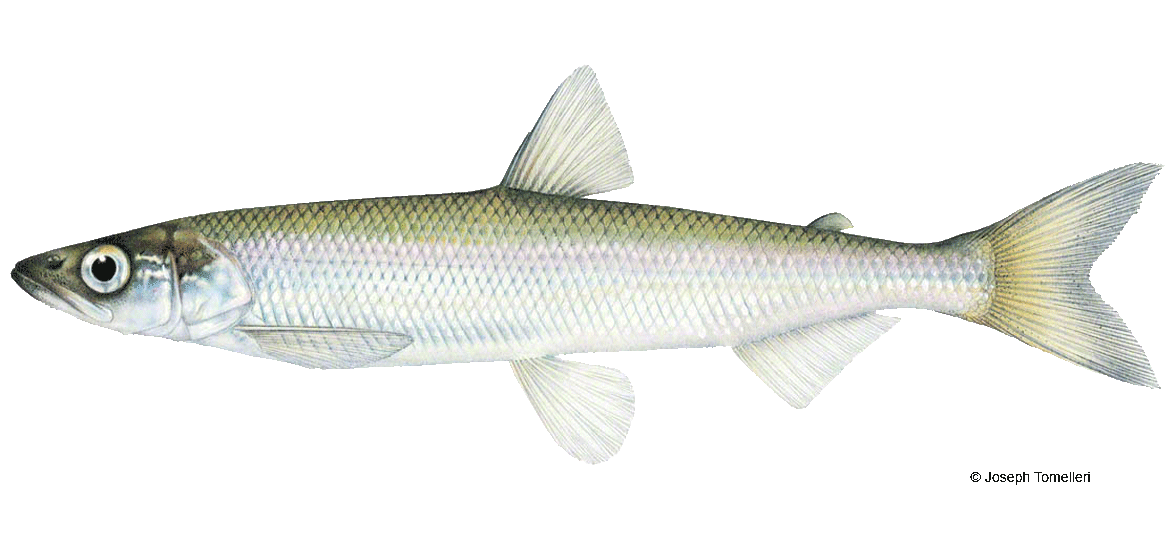 Rainbow Smelt