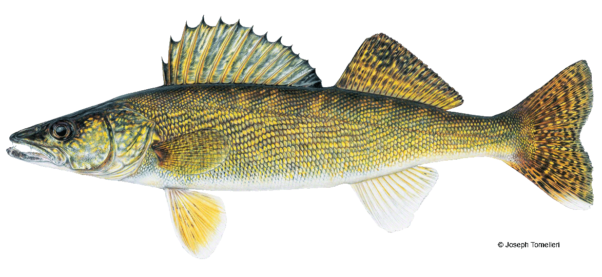 Walleye