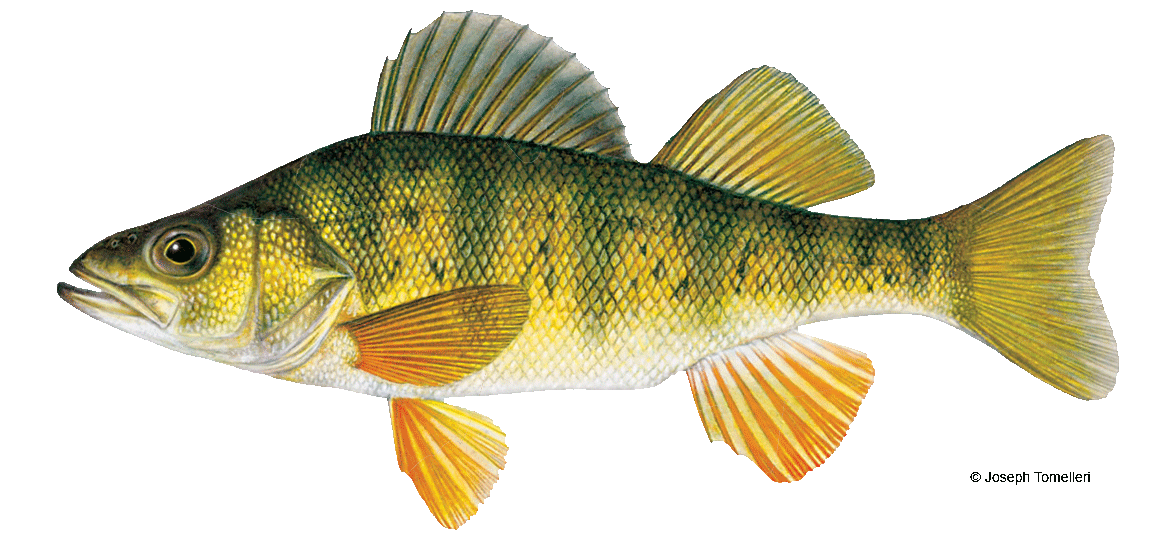 Yellow Perch