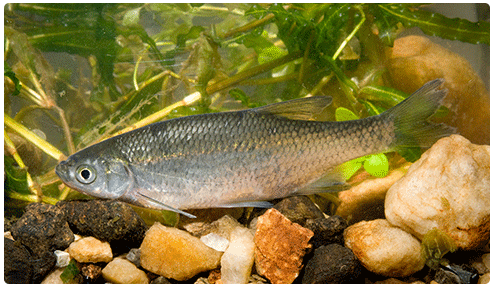 golden shiner