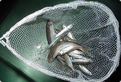 baitfish in a net