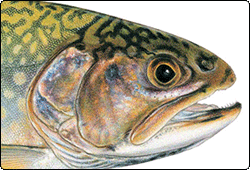 line drawinf of brook trout head