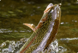trout on a fishing line