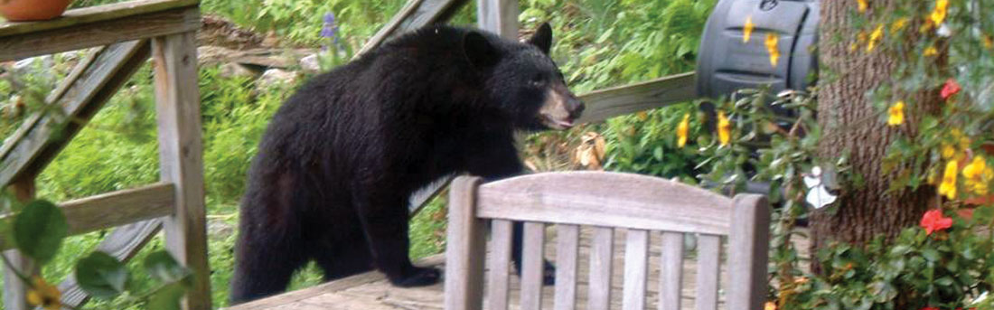 black bear coming up on to a porch