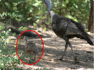 hen turkey and poult