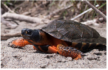 juvenile wood turtle