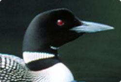 close up of a common loon