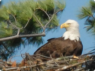 nesting bald eagle