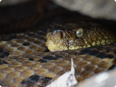 timber rattlesnake