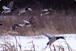 flock of ducks landing on a pond in winter